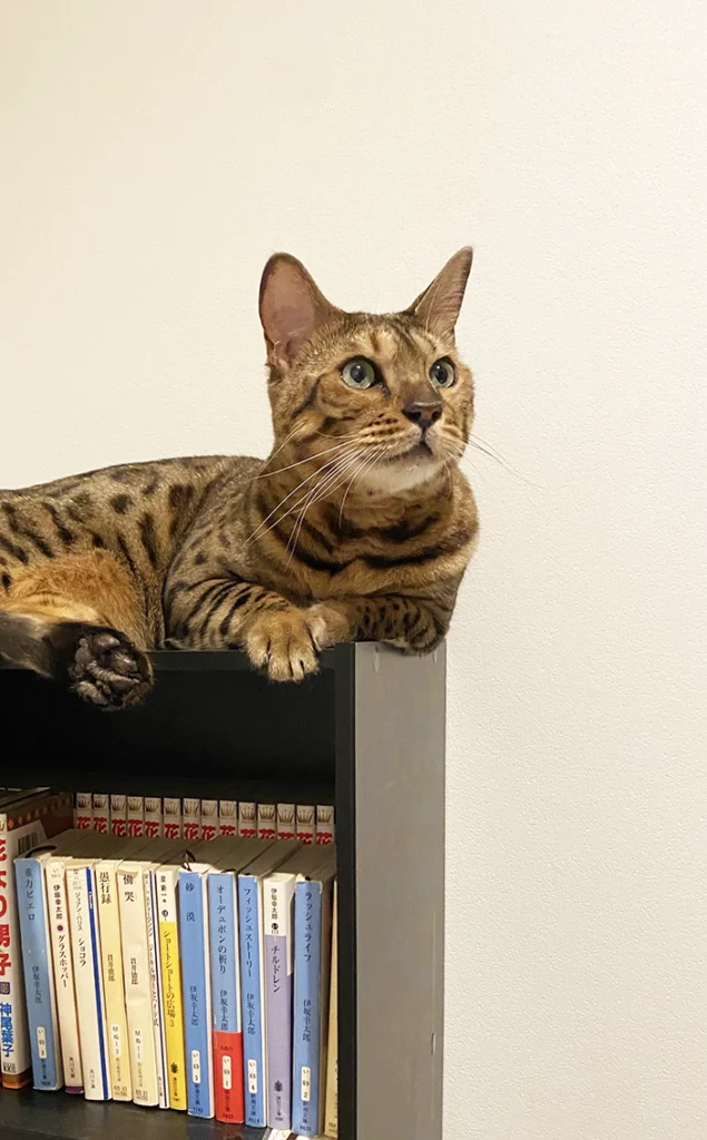 本棚と猫